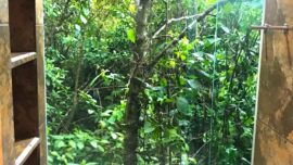 Iguana-room-