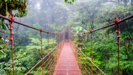 bridge over ravine